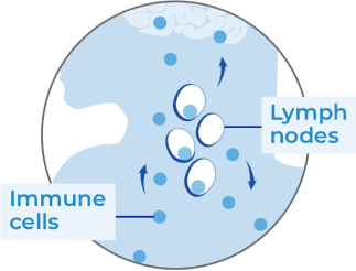Immune cells in lymph nodes (person with MS) illustration