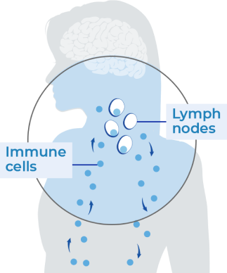 Immune system (person without MS) illustration