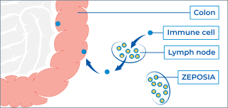 ZEPOSIA® for UC is thought to act as gatekeeper illustration